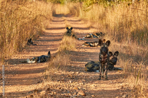 A pack of African wild dogs in Kafue National Park photo