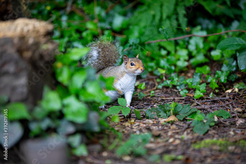 Grey squirrel on the ground, amongst some leaves © Charles