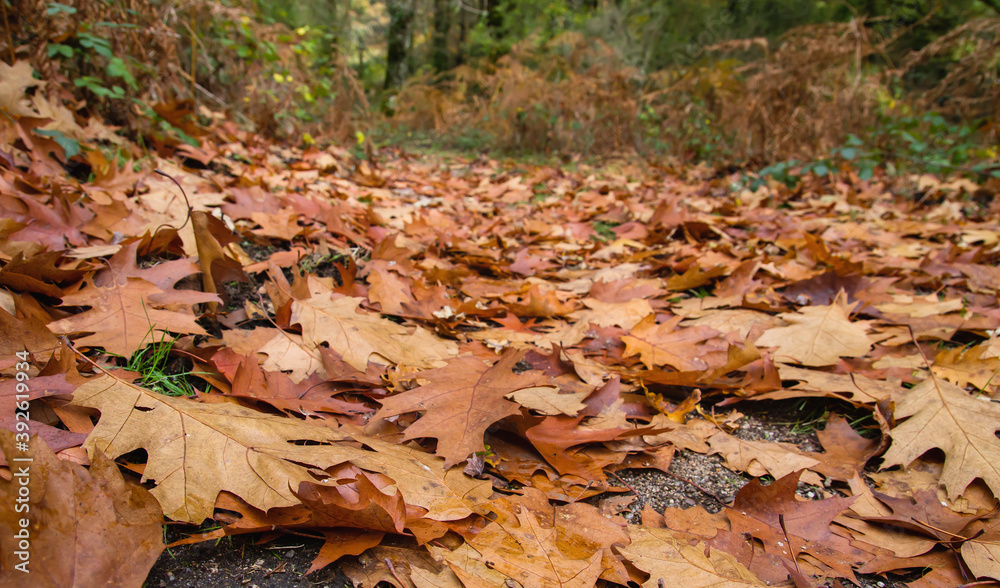Autumnal fallen leaves