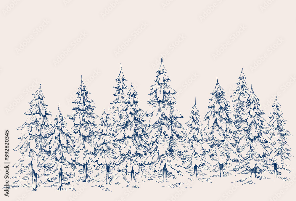 Fototapeta premium Pine forest hand drawn border. Winter landscape