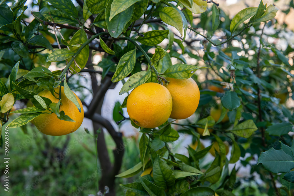 Close-up of oranges in a tree