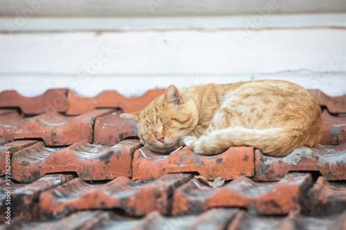 Cat sleeping on the roof
