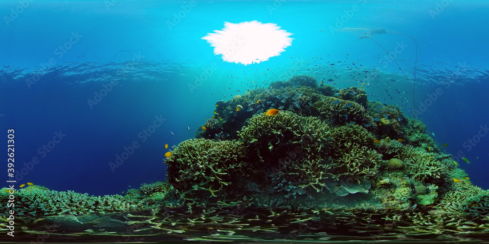 The underwater world of coral reef with fishes at diving. Coral garden under water. Coral Reef Fish Scene. Philippines. 360 panorama VR