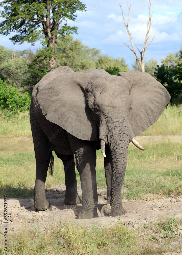Elephant at salt lick, Moremi Game Reserve, Botswana 