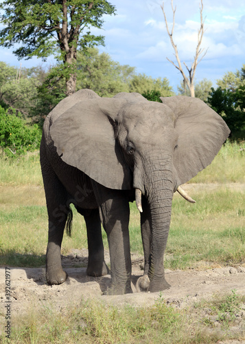 Elephant at salt lick  Moremi Game Reserve  Botswana 