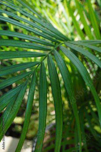 A picture of closed-up tropical palm leaf outdoor