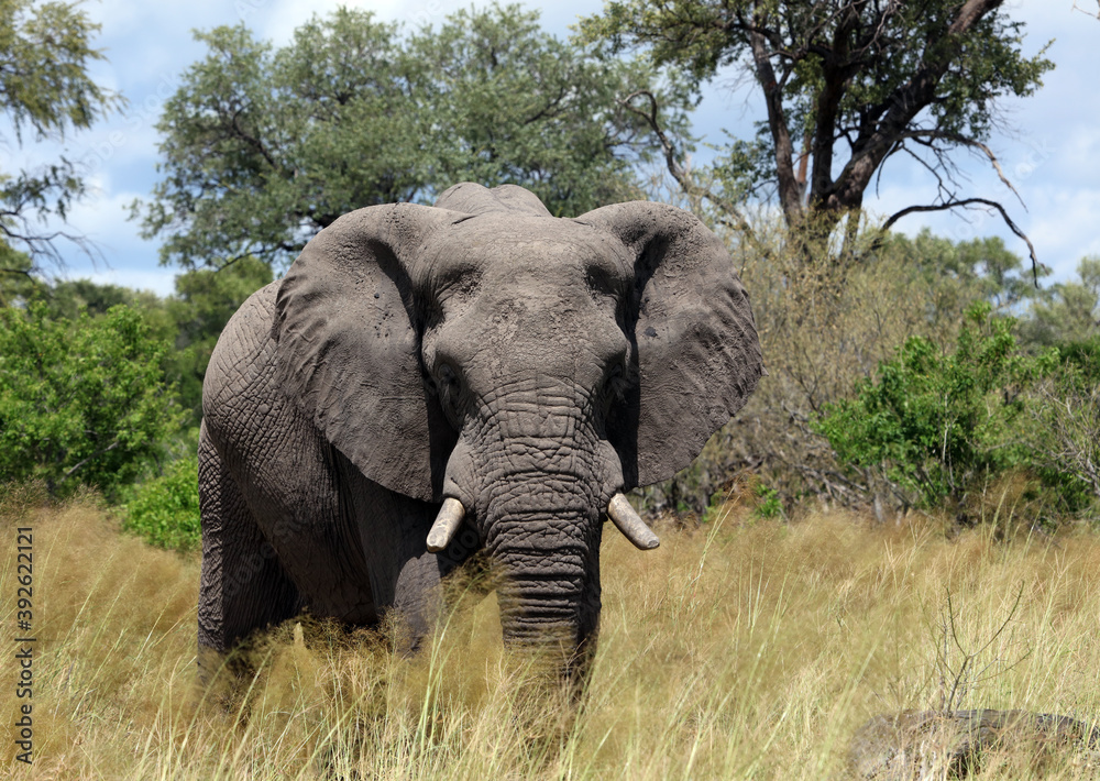 Fototapeta premium Male elephant, Moremi Game Reserve, Botswana 