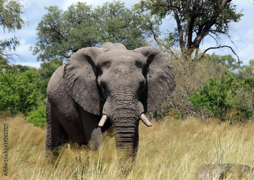 Male elephant  Moremi Game Reserve  Botswana 