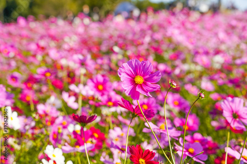 Cosmos flowers in a park
