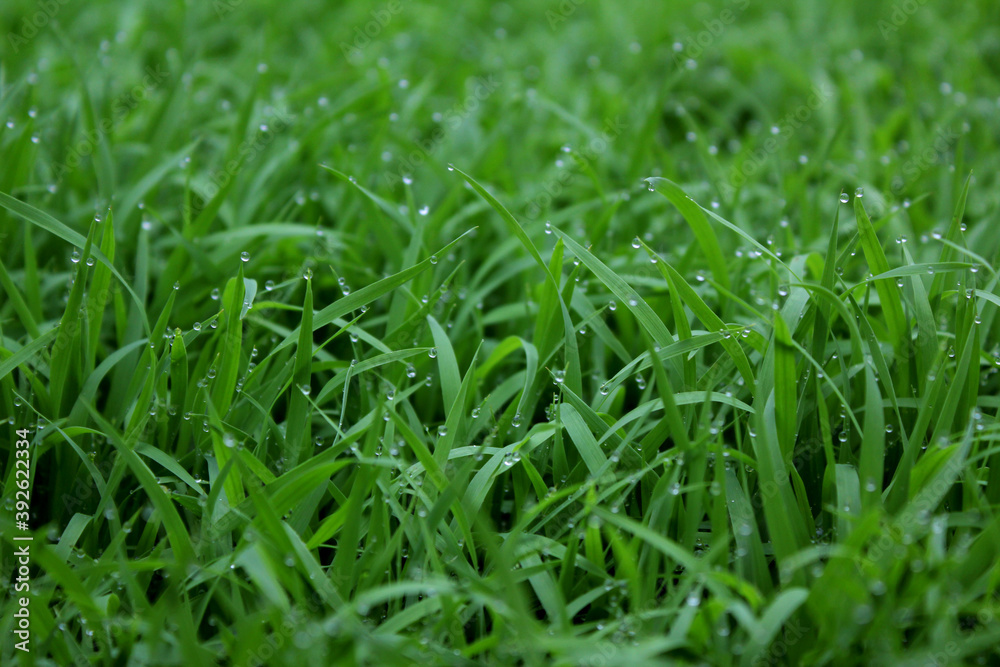 spring season abstract natural background of green rice farm close up with water drop . grass with water drops . spring season abstract natural background of green rice farm close up with water drop . grass with water drops .