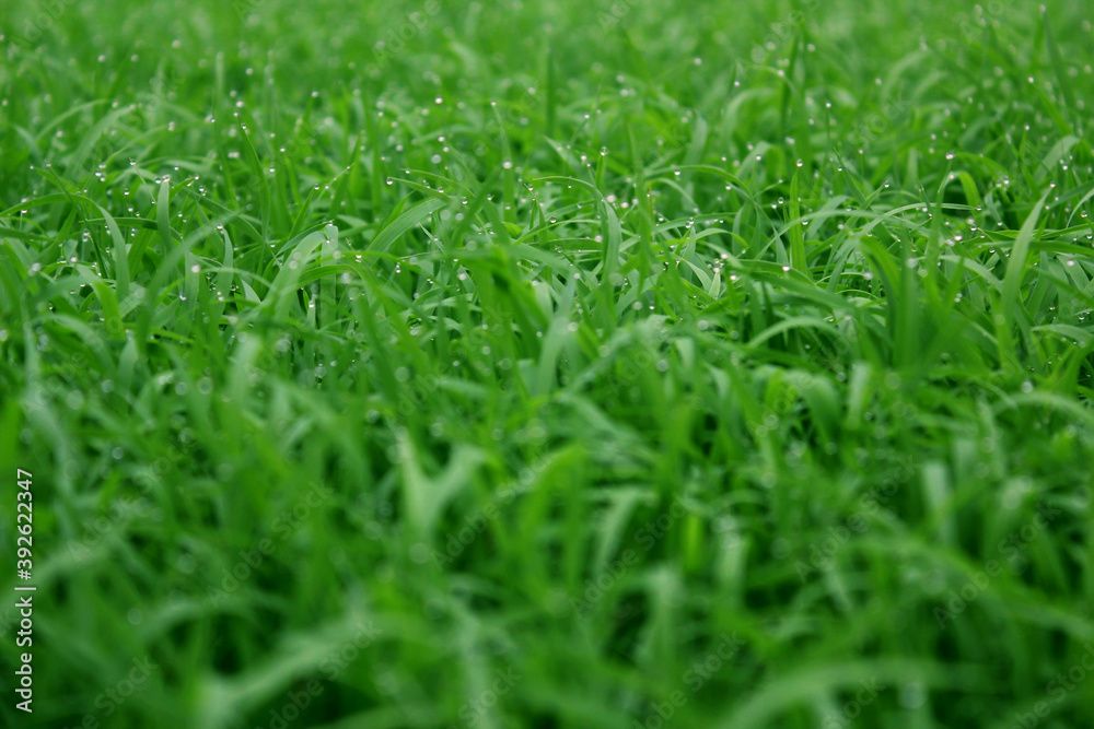 spring season abstract natural background of green rice farm close up with water drop . grass with water drops . spring season abstract natural background of green rice farm close up with water drop . grass with water drops .