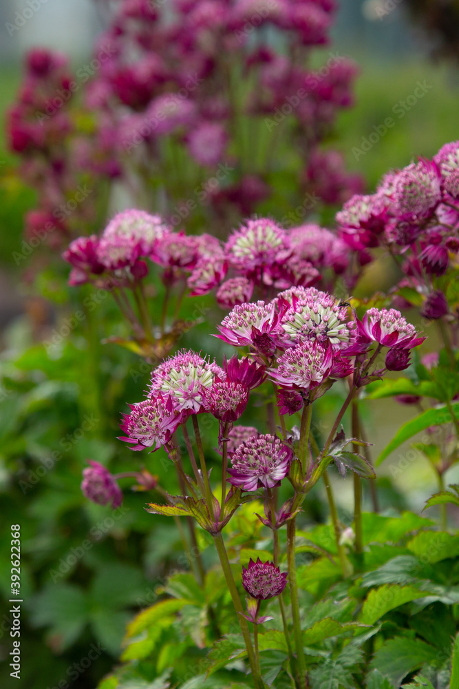 Astrantia major Lars flower Zeeuws knoopje bloem Astrantia major Lars flower Zeeuws knoopje bloem