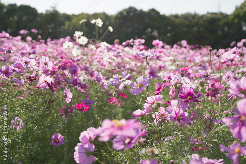 Cosmos flowers in a park Cosmos flowers in a park