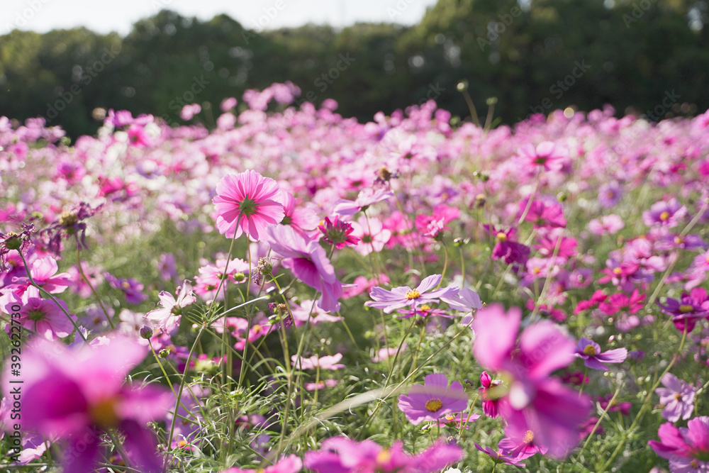 Obraz premium Cosmos flowers in a park