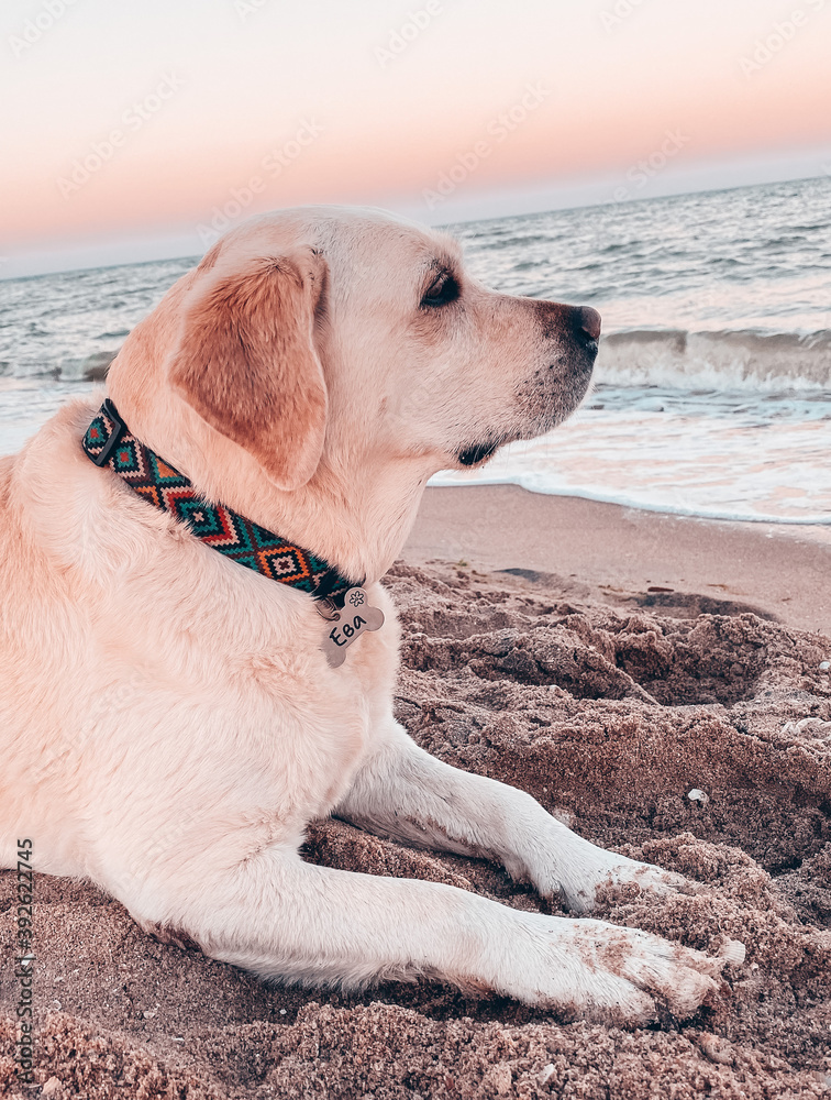 Labrador retriever on the beach Labrador retriever on the beach