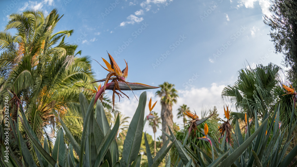 Beautiful tropical colorful garden in a wide angle lens- Ramat Handiv- Israel Beautiful tropical colorful garden in a wide angle lens- Ramat Handiv- Israel