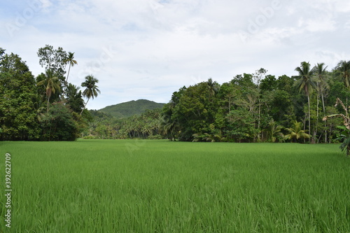 rice field © jonatan