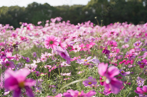 Cosmos flowers in a park