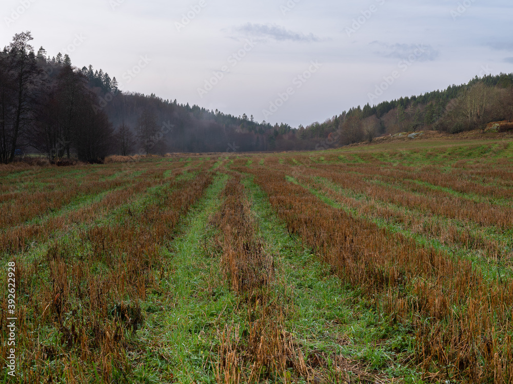 Autumn field after harvest. Brown Straw is left in lines in the field. It is November in Sweden.