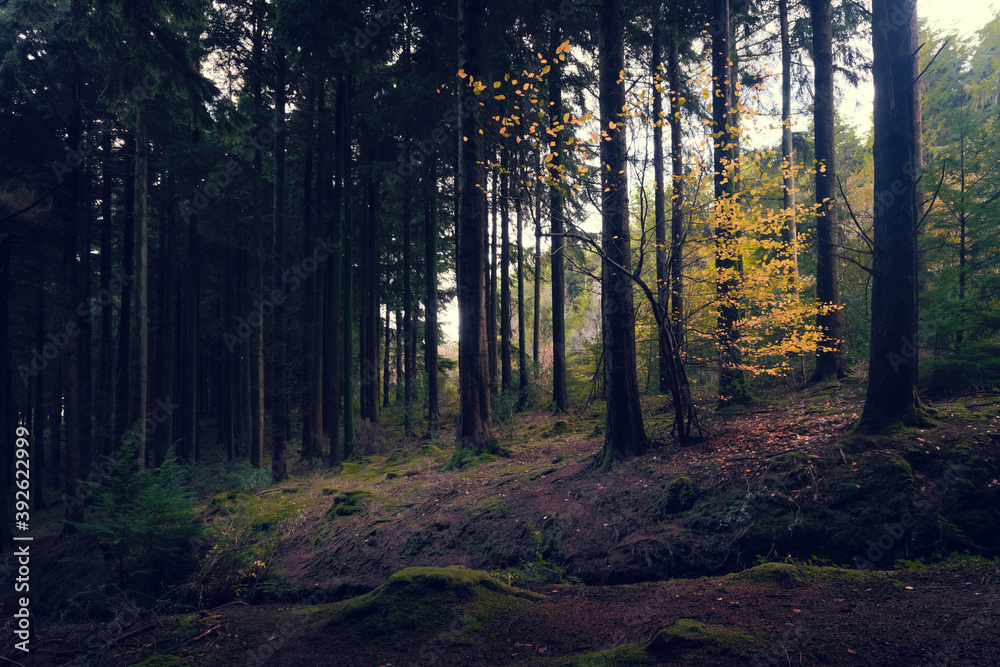 autumnal beech tree in a pine forest idless Cornwall England uk autumnal beech tree in a pine forest idless Cornwall England uk