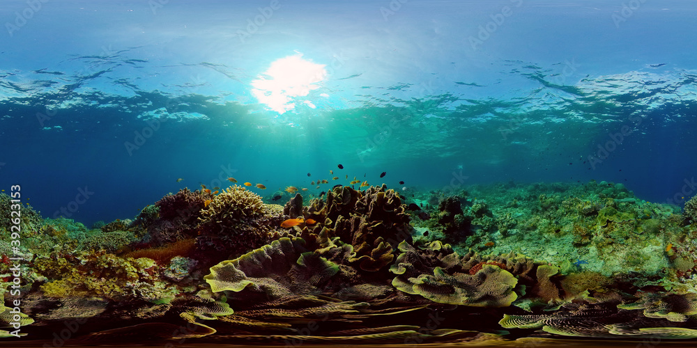 Reef coral scene. Colourful underwater seascape. Beautiful soft coral. Sea coral reef. Philippines. 360 panorama VR