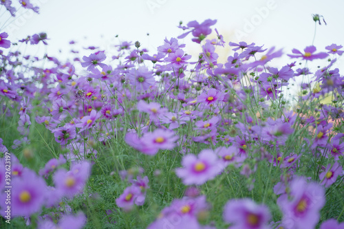 Cosmos flowers in a park