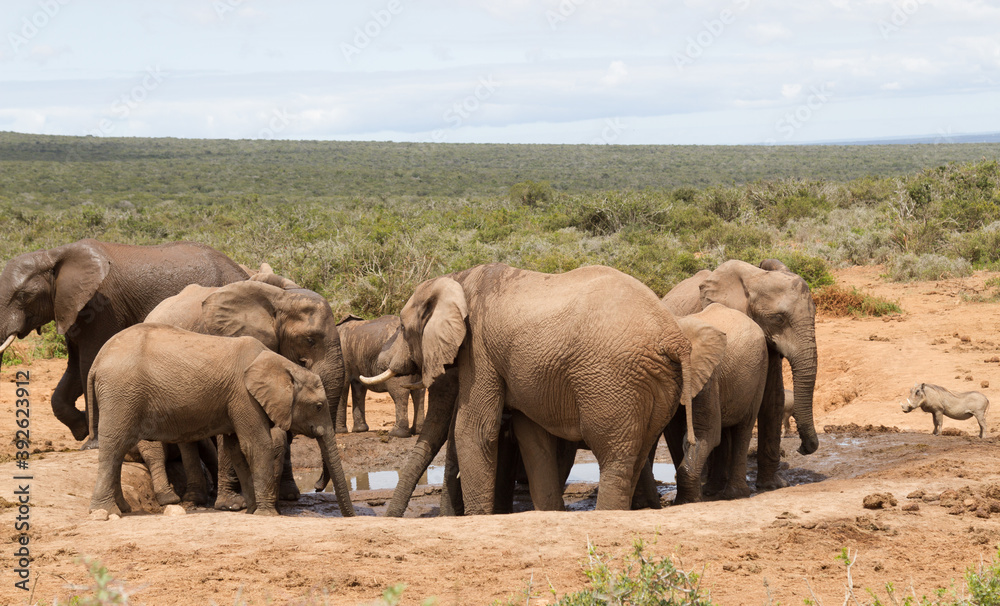 Addo Elephant National Park: family group of elephant gathering at waterhole