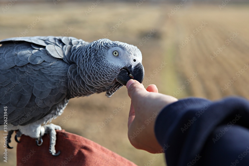 Obraz premium 한국공원에서만난앵무새동호회회원들과같이찍은사잔입니다