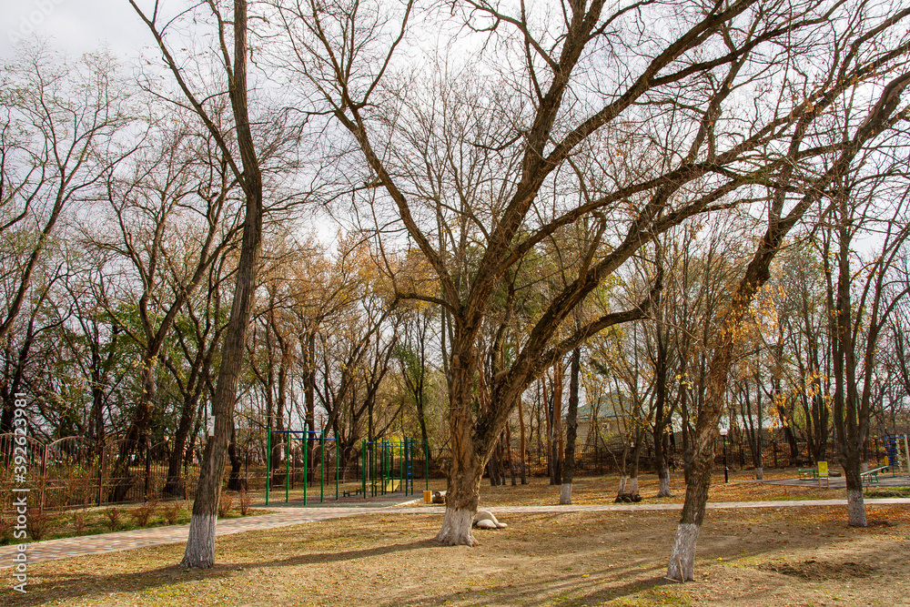 Naklejka premium trees in the park