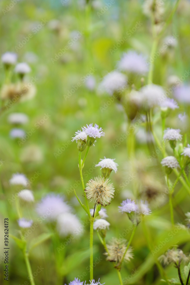 Blurry Porophyllum ruderale as wild plants similar to Dandellion in macro and bokeh photorgaphy Blurry Porophyllum ruderale as wild plants similar to Dandellion in macro and bokeh photorgaphy