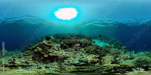 Fototapeta Naklejka Na Ścianę i Meble -  Sealife, Diving near a coral reef. Beautiful colorful tropical fish on the lively coral reefs underwater. Philippines. 360 panorama VR