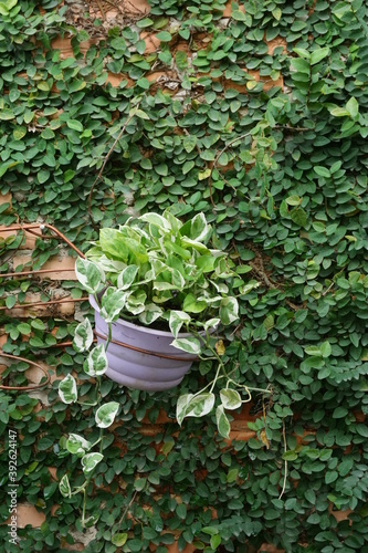 Plants in wall and a purple pot of golden photos or devil's ivy as background. Landscape outdoor exterior photography