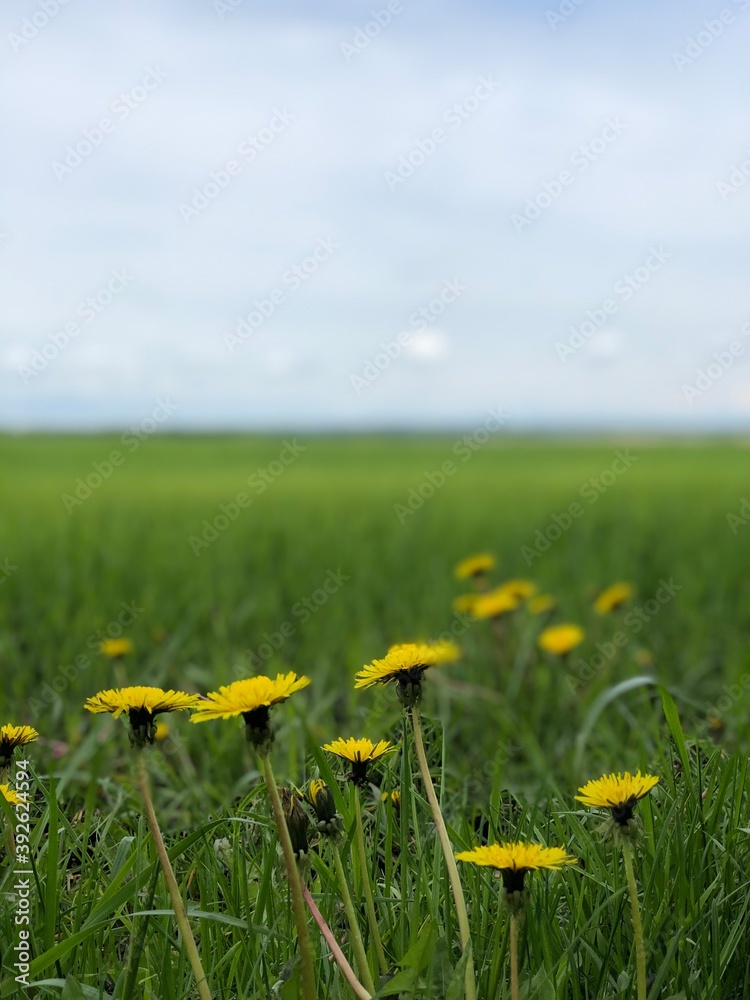 field of dandelions field of dandelions