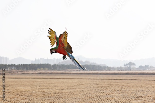 한국공원에서만난앵무새동호회회원들과같이찍은사잔입니다 photo