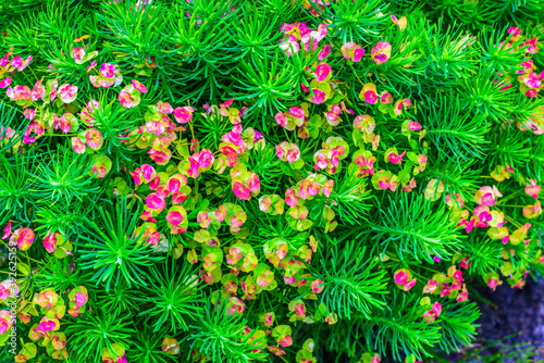Floral pattern with green pine style and pink flowers, Norway