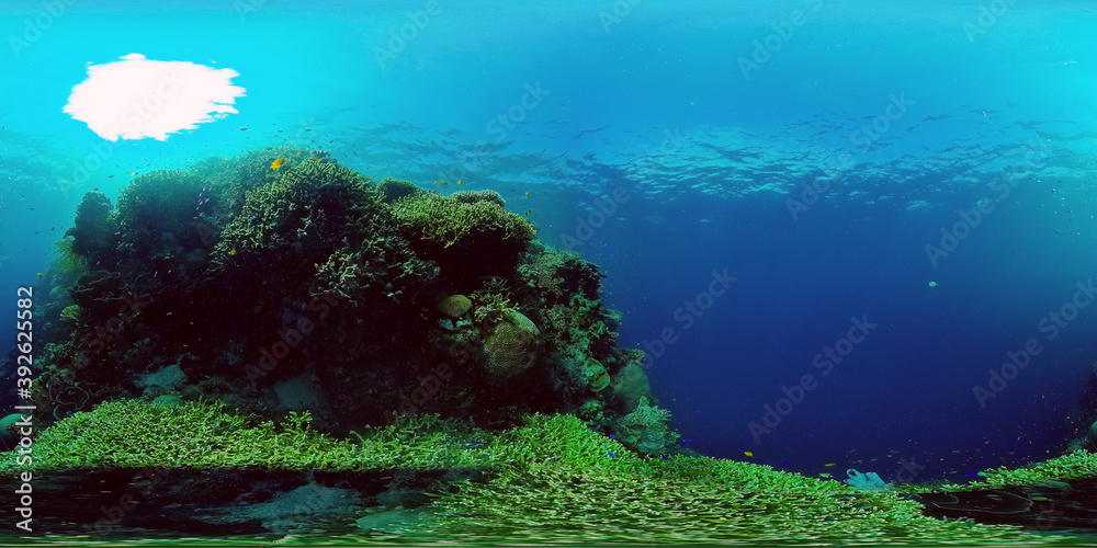 Tropical Fishes on Coral Reef, underwater scene. Colourful tropical coral reef. Scene reef. Philippines. 360 panorama VR
