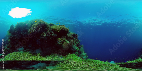 Fototapeta Naklejka Na Ścianę i Meble -  Tropical Fishes on Coral Reef, underwater scene. Colourful tropical coral reef. Scene reef. Philippines. 360 panorama VR