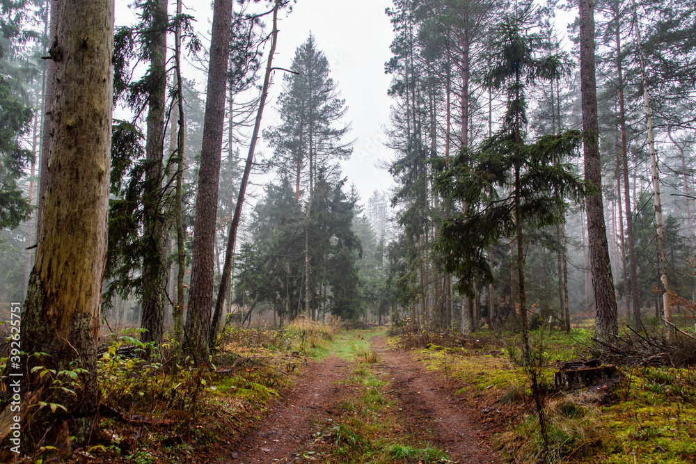 Pochmurny, jesienny dzień w Puszczy Knyszyńskiej, Podlasie, Polska Pochmurny, jesienny dzień w Puszczy Knyszyńskiej, Podlasie, Polska