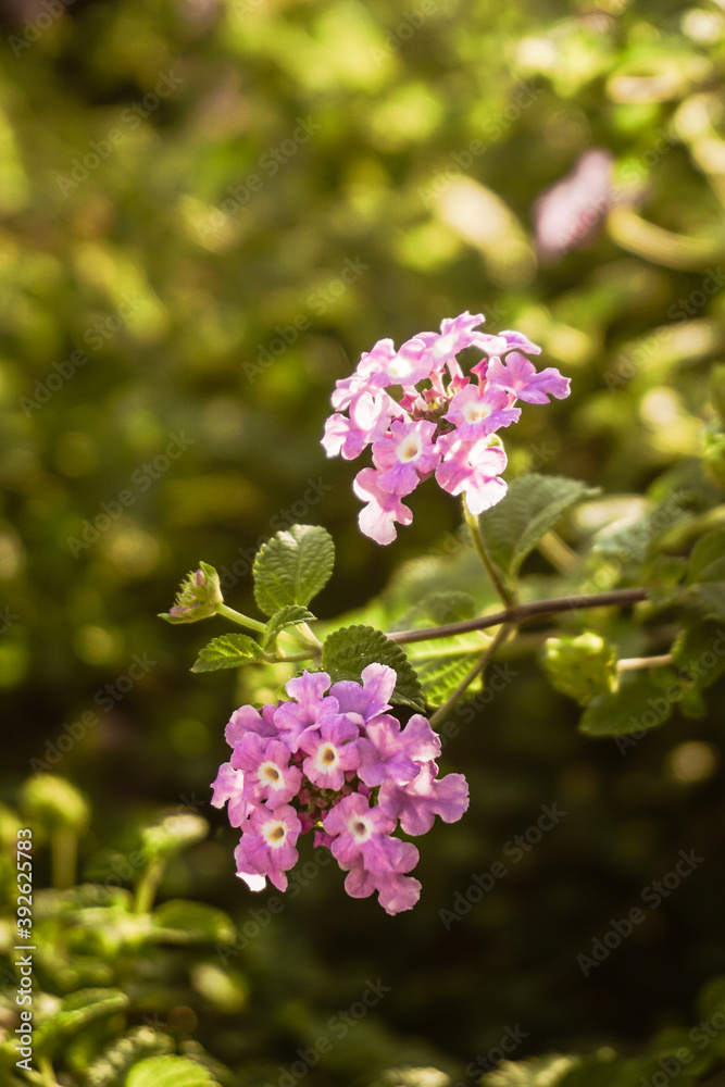 Violet Lantana Camara flowers in sunset with blurred background Violet Lantana Camara flowers in sunset with blurred background