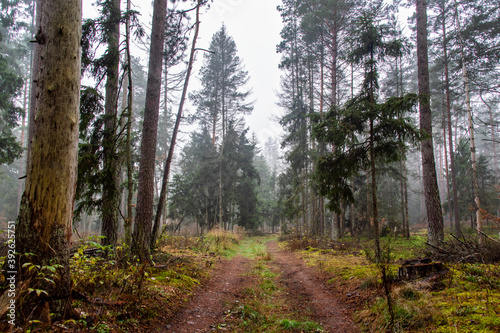 Fototapeta Naklejka Na Ścianę i Meble -  Pochmurny, jesienny dzień w Puszczy Knyszyńskiej, Podlasie, Polska
