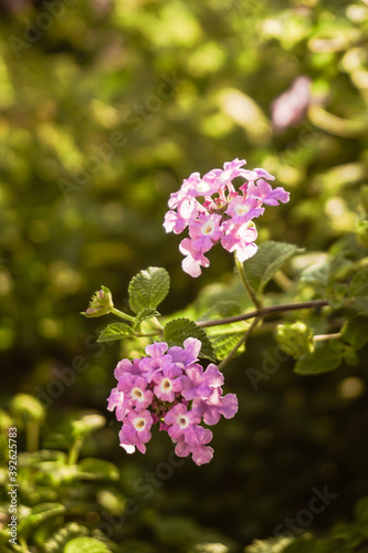 Violet Lantana Camara flowers in sunset with blurred background