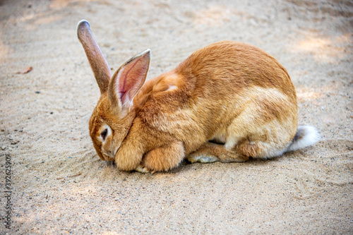 Full body of female brown European hare