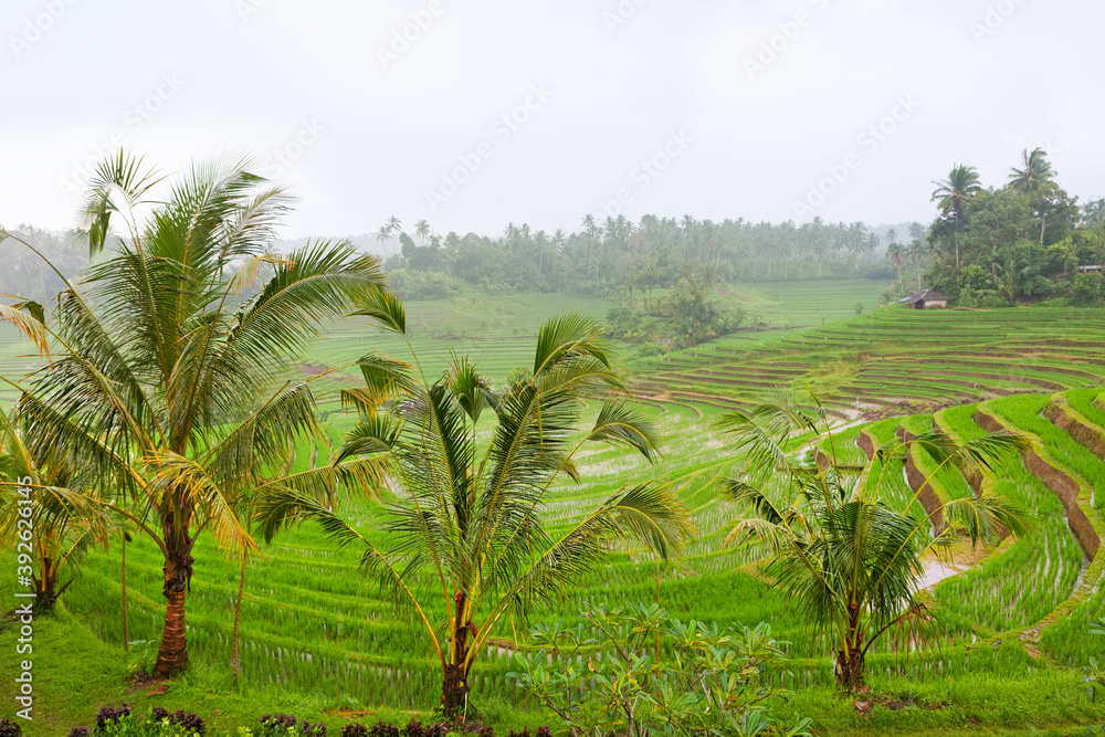 Scenic view of traditional Balinese tropical terraces. Jatiluwih village green rice fields on rainy season. Culture, art and nature of Bali and Java islands, popular travel destinations in Indonesia Scenic view of traditional Balinese tropical terraces. Jatiluwih village green rice fields on rainy season. Culture, art and nature of Bali and Java islands, popular travel destinations in Indonesia