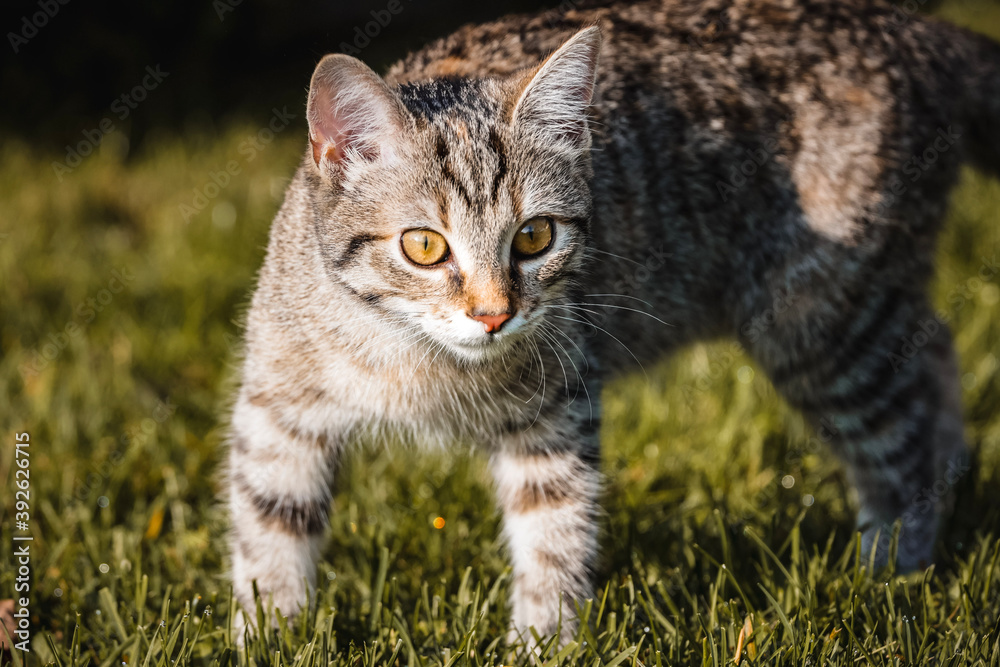 cat on grass