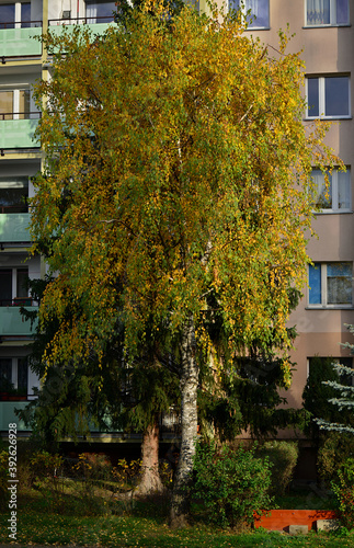 Fototapeta Naklejka Na Ścianę i Meble -  Brzoza w listopadzie
