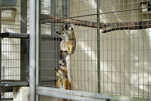 Black Lemurs in the cage.
