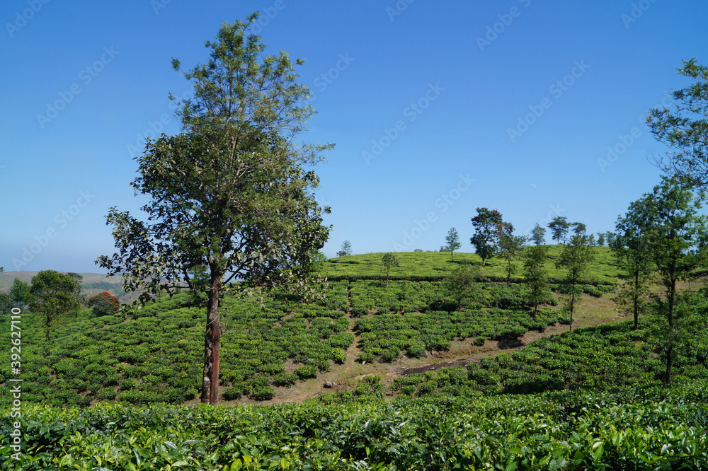 Tea plantation in Wagamon Kerala, India