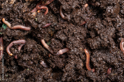 close up of  worms on the ground
