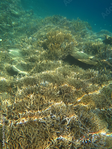 スノーケリング 水中のサンゴ礁と熱帯業