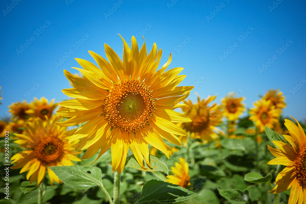 Sunflower crop at noon with daylight